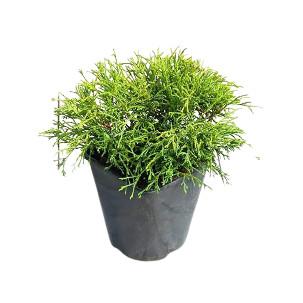 Кипарисовик горохоплодный Филифера Нана ø14 h40 см 84834146 STLM-2202391 PLANTMARKET 