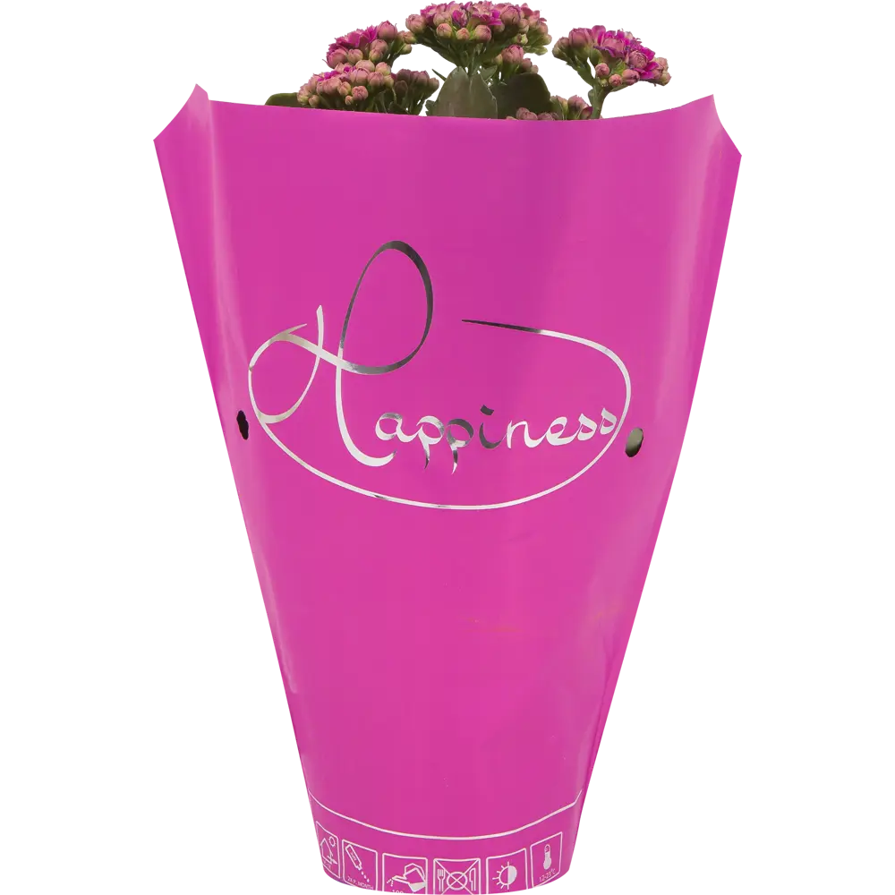 Santreyd Каланхоэ Каландива - цветущий суккулент с продолжительным цветением 14448025 STLM-0004954 - Вид №2