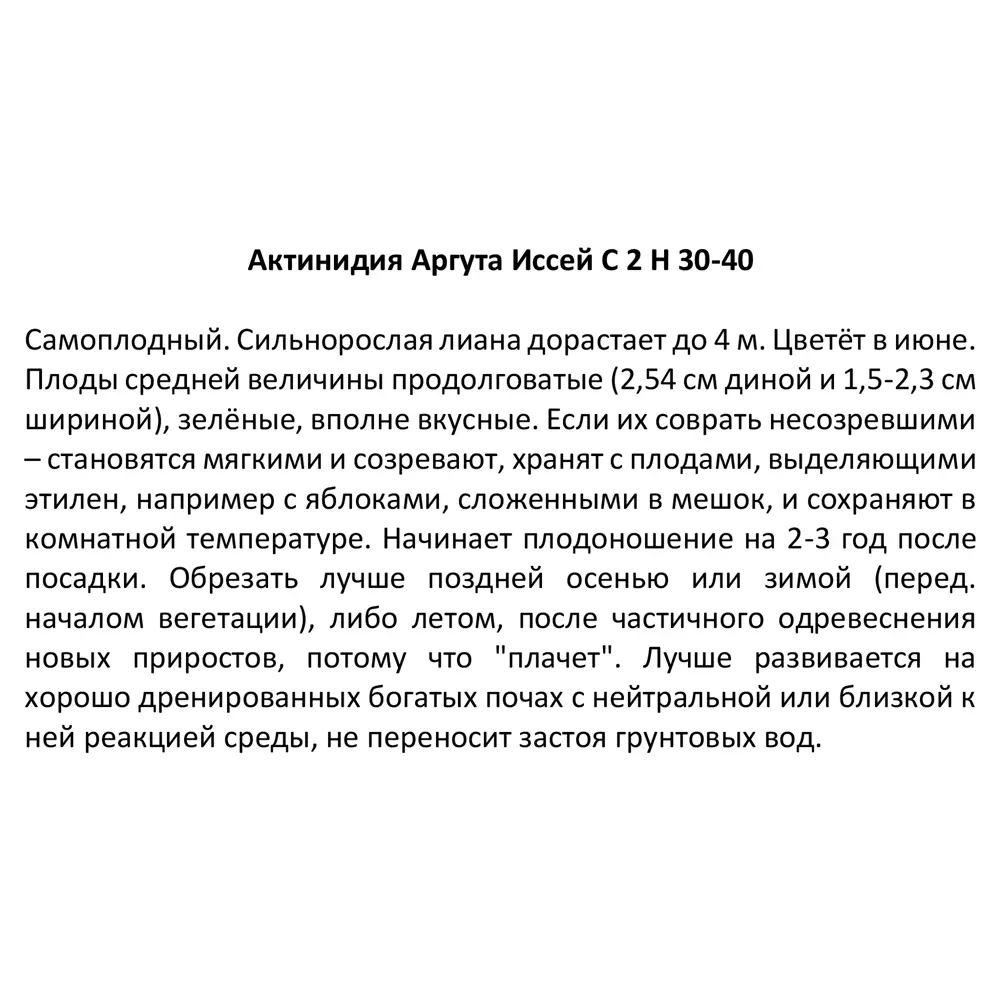 Santreyd Актинидия аргута Иссей - многолетняя лиана с ароматом тропиков 85325511 STLM-0061605 - Вид №2