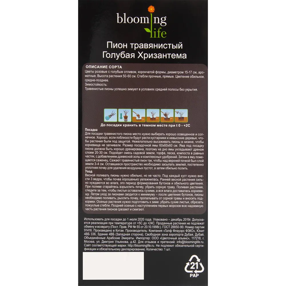 Пион травянистый Голубая хризантема в тубе BLOOMING LIFE STLM-2205123 - Вид №2