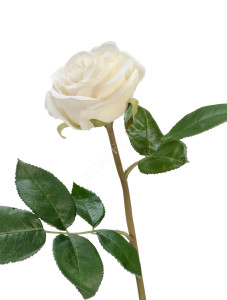 30.0611075WH Роза Флорибунда Мидл белая д-8 см Цветочная коллекция