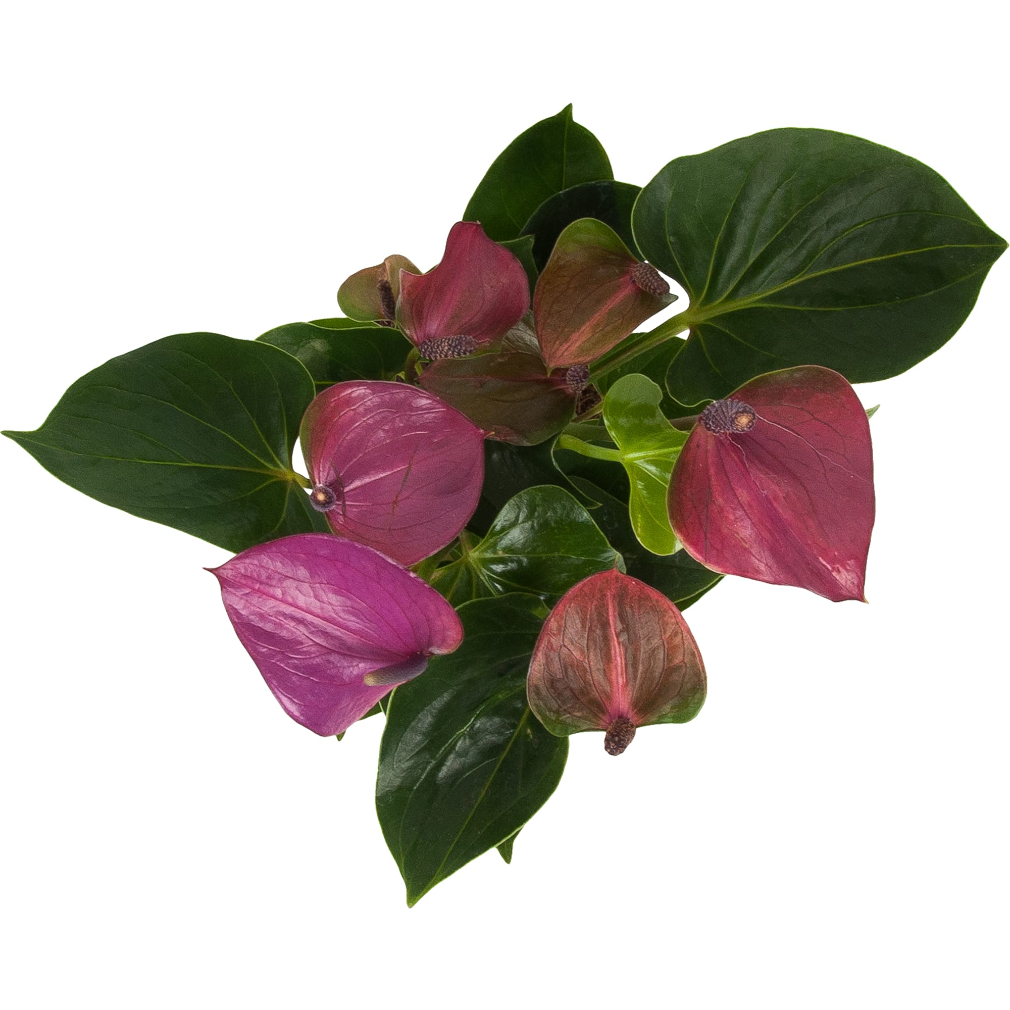 84450764 Антуриум Антевекс ø12 h40 см Santreyd  - Вид №1