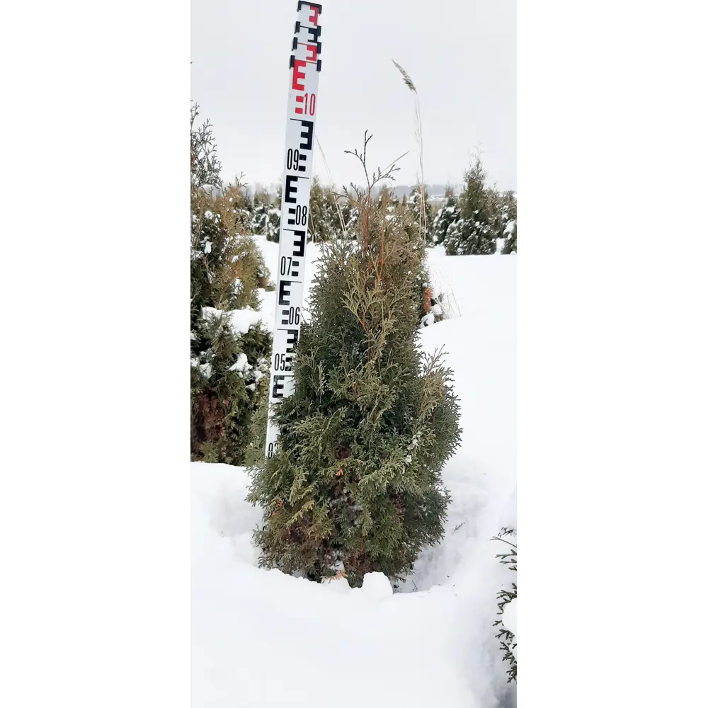 Туя западная Холмструп ø30 h70 см ГАВРИШ STLM-2036454