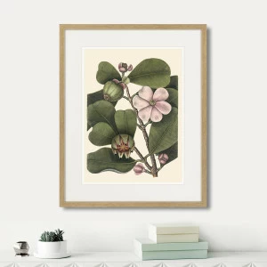 Литография на тонированной бумаге 52х42 см Balsam tree with pink flower, 1741г. КАРТИНЫ В КВАРТИРУ  264405 Белый;коричневый;разноцветный