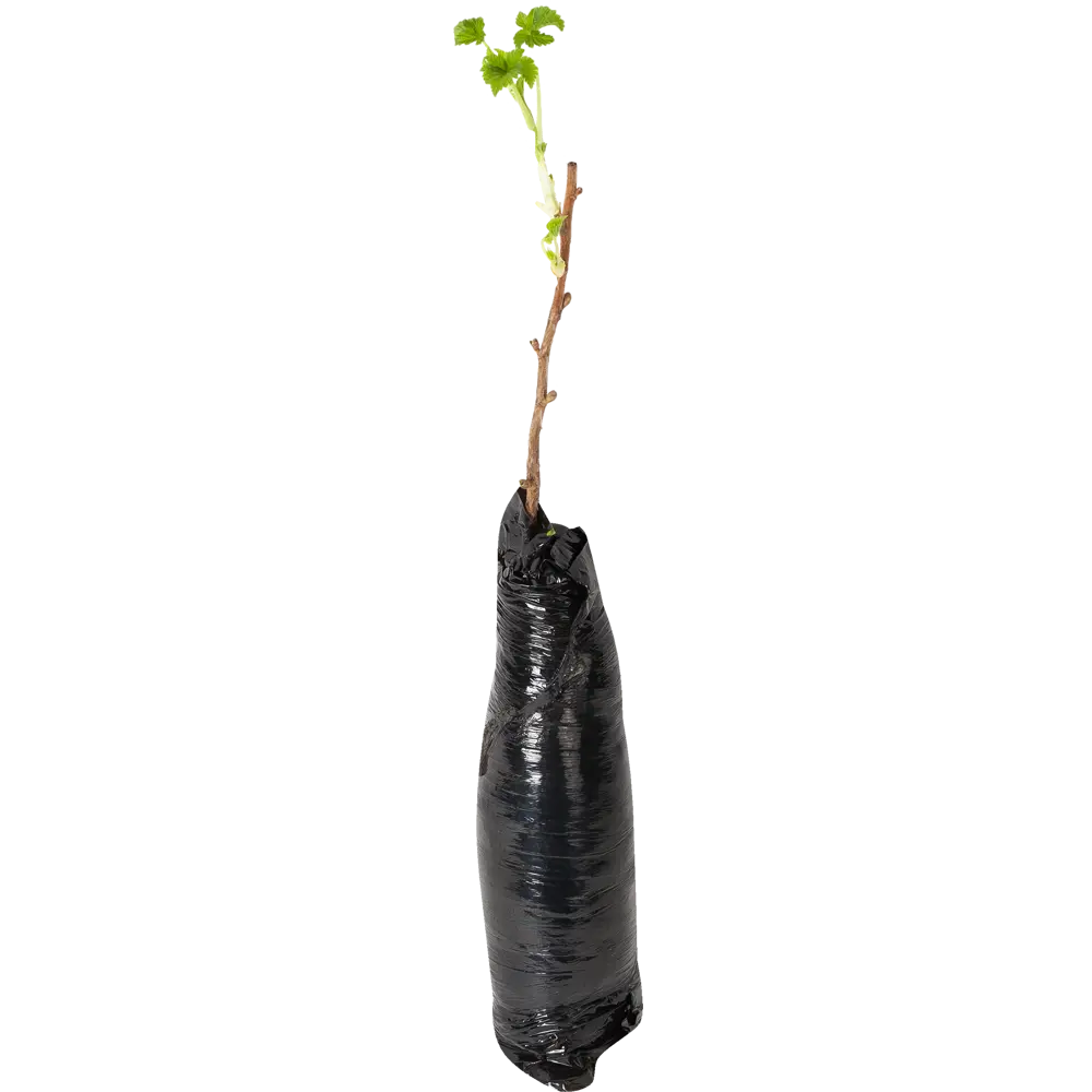 Смородина чёрная «Гуливер» (1 год) Santreyd STLM-2140653 - Вид №1