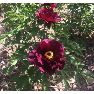 Пион Рока привитый Чёрный мальчик