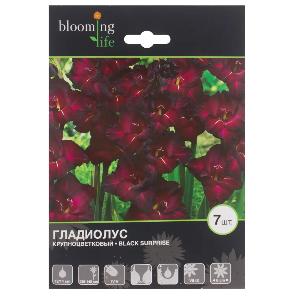 Гладиолус Блэк Сюрпрайз луковица 12/14 7 шт BLOOMING LIFE STLM-2185740