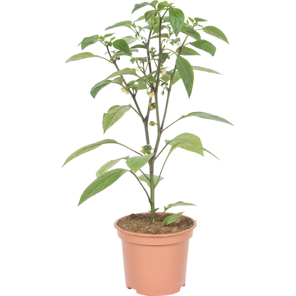 Перец в горшке, диаметр 15 см, высота 30 см 81981016 STLM-2027007 Santreyd 