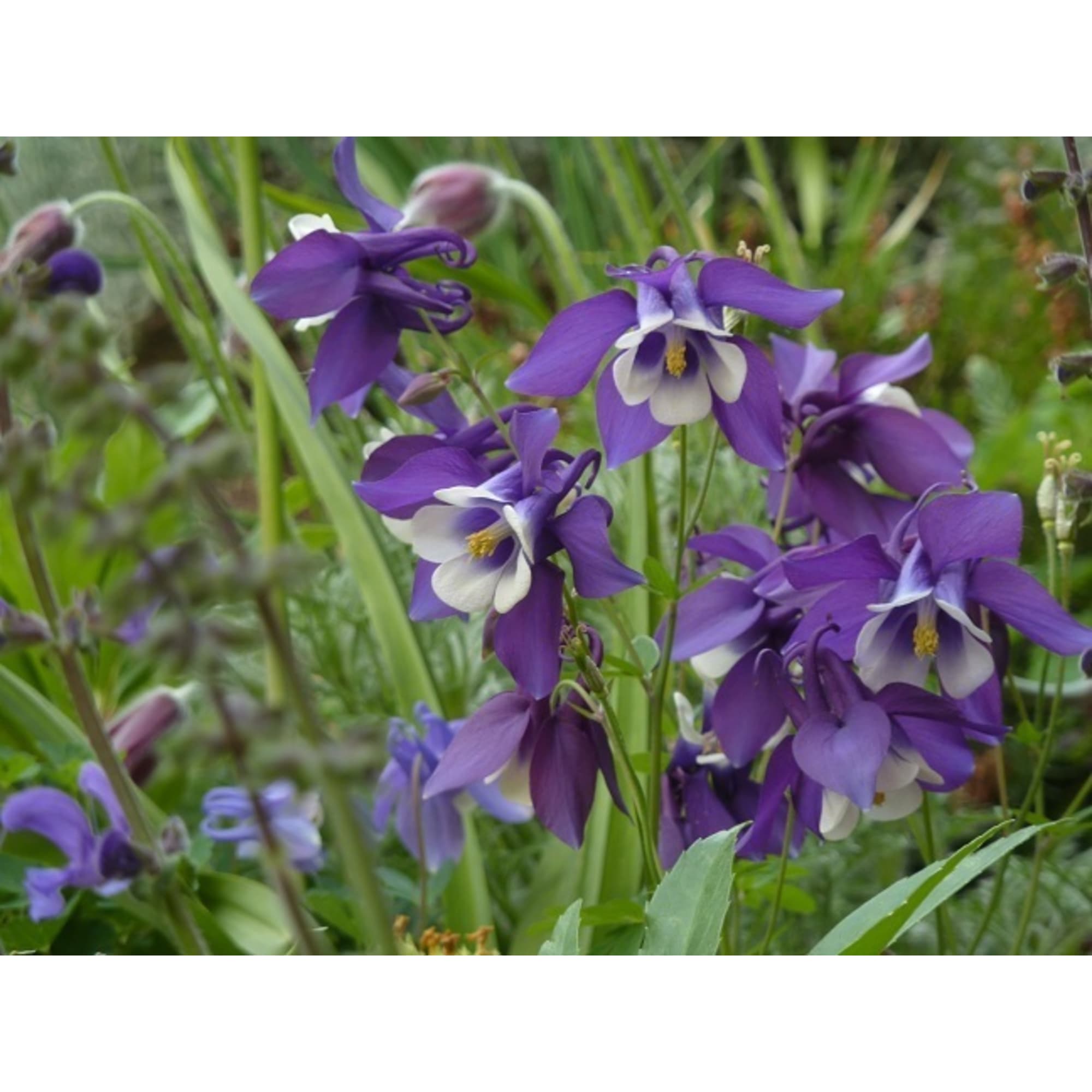 13498282 Аквилегия Спринг Меджик I Santreyd  - Вид №3