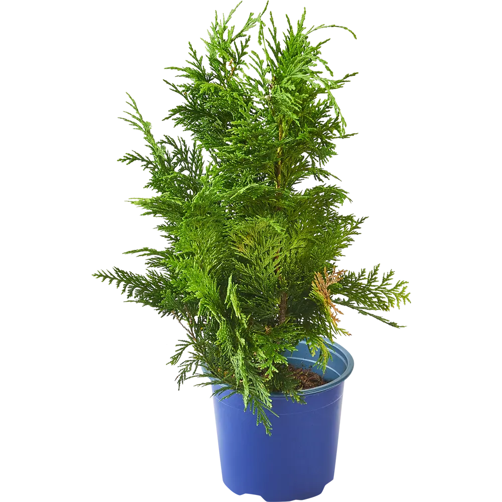 Кипарисовик Лавсона «Ивонне» С1, 30-35 см PLANTMARKET STLM-2094289 - Вид №1
