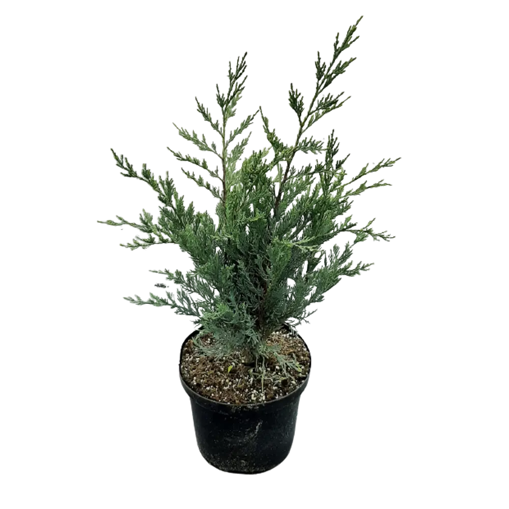 Можжевельник скальный Мунглоу С3 ø20 h50 см ГАВРИШ STLM-2029083