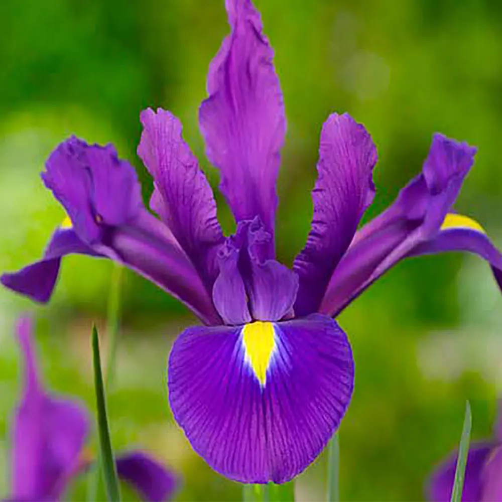 Ирис «Purple Sensation», 6х7 см GEOLIA STLM-2060444