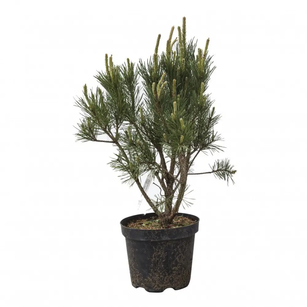 Сосна обыкновенная Ватерери ø15 h40 см 84834224 STLM-2016242 PLANTMARKET 