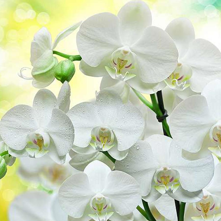 90125881 Фотообои Decor B-085 300х270 см Белые орхидеи STLM-0113293 DIVINO