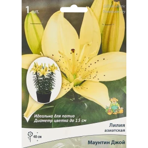 Лилия азиатская Маунтин Джой 85205796 STLM-2171597