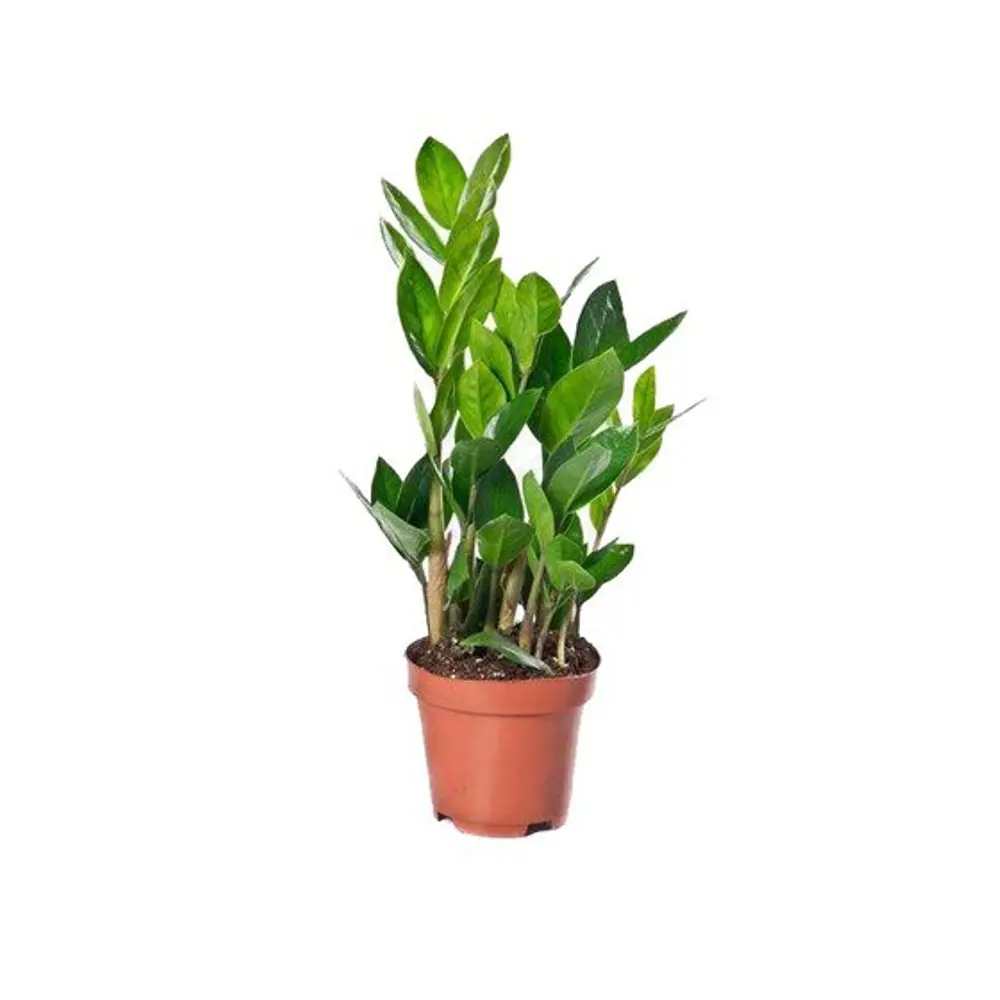 Замиокулькас Zamiifolia 12х60 см 11821605 STLM-2145063 Santreyd 