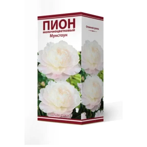 Пион молочноцветковый травянистый Мунстоун,