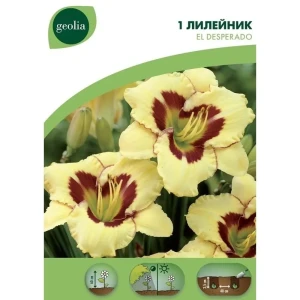 Лилейник Geolia «El Desperado»