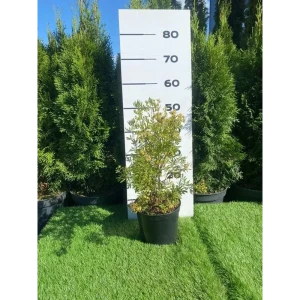 Лапчатка Голдфингер h20 - 40 см 89355330 STLM-2022443