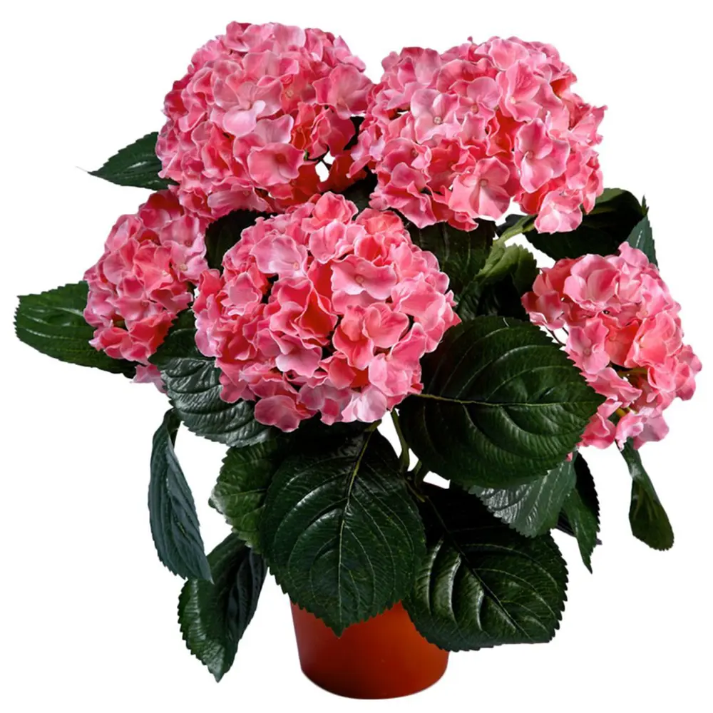 Гортензия крупноцветковая Росита 19х30-40 см 15944346 STLM-2100780 Santreyd 