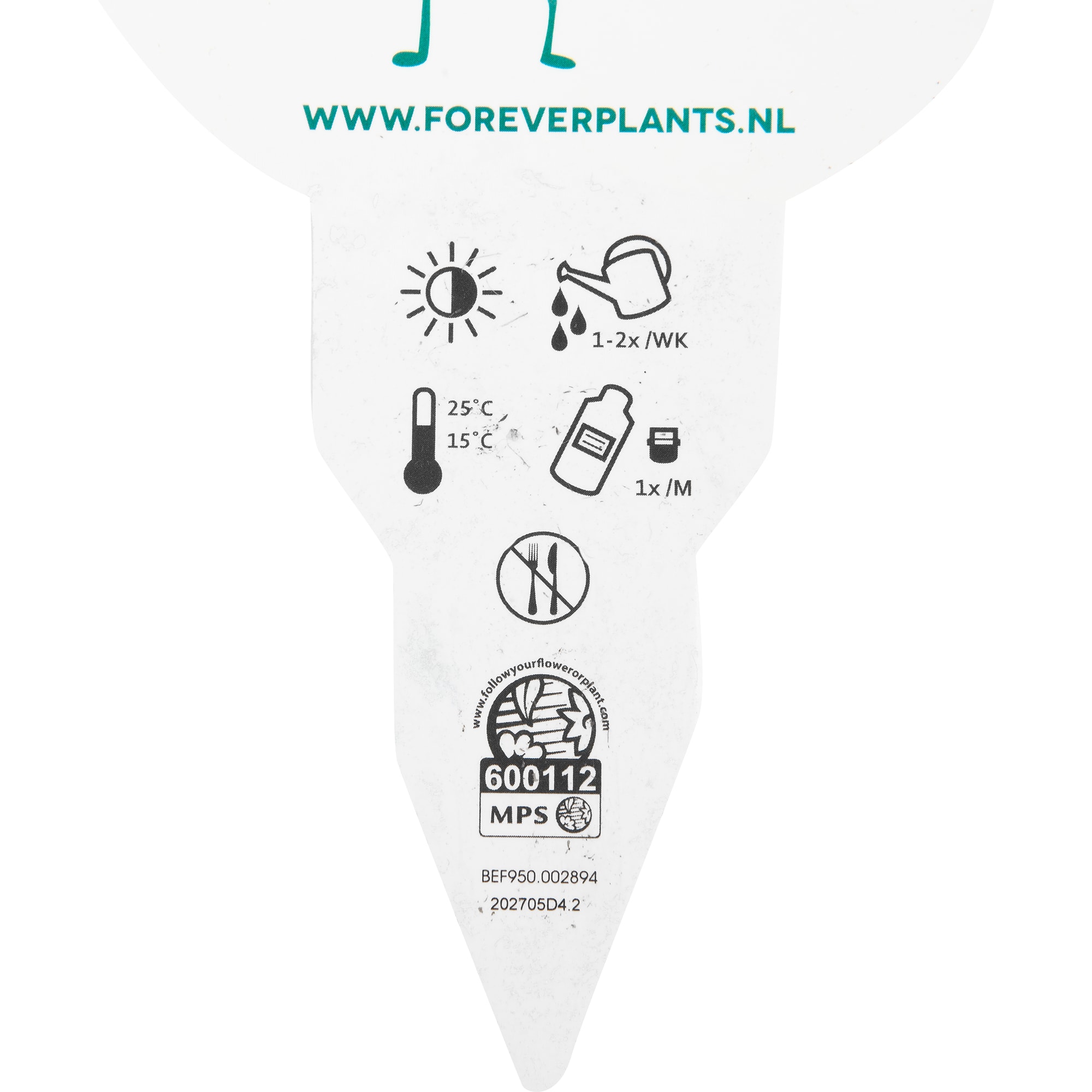 82877344 Фикус Даниеле Пирамида 17x70 см Santreyd  - Вид №2