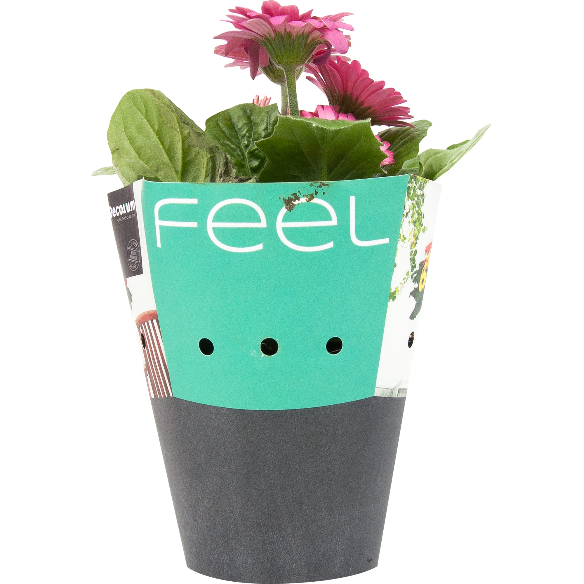 82548613 Гербера микс 10х20 см Santreyd  - Вид №3