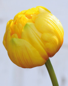 2948 306 a3 Ложный тюльпан, открытый, 45 см, real touch, желто-оранжевый H-andreas