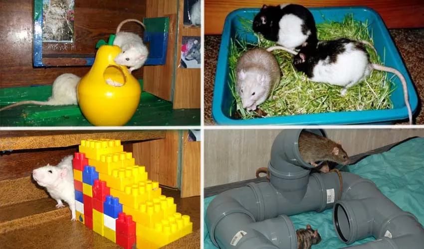 Какие игрушки нужны крысам