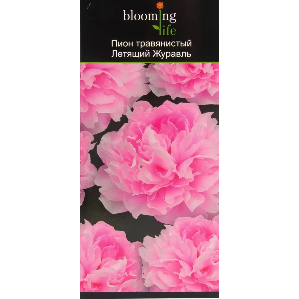 Пион травянистый Летящий журавль в тубе BLOOMING LIFE STLM-2202502