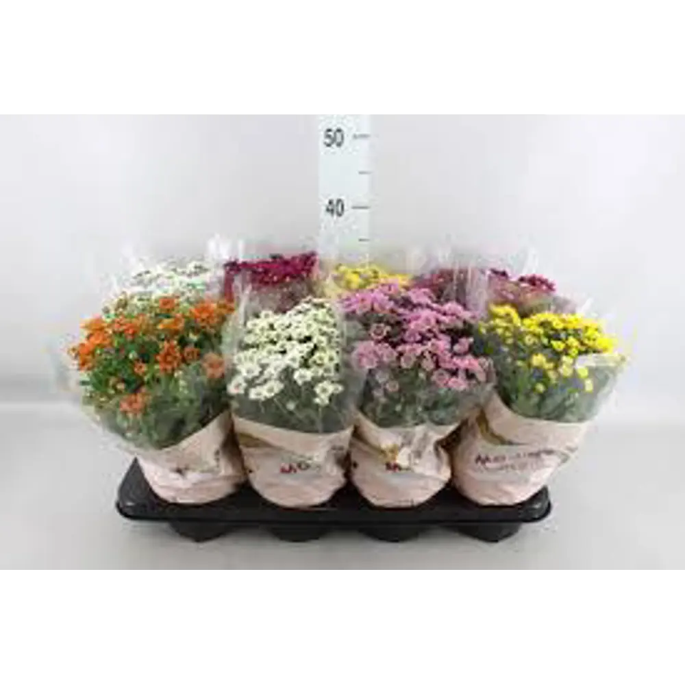 Хризантема Мадиба 14Х33 см 82406618 STLM-2186042 Santreyd 