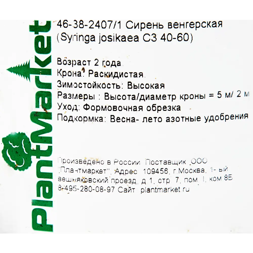 Сирень Венгерская PLANTMARKET - фиолетовое цветущее украшение сада 82356732 STLM-1576189 - Вид №1