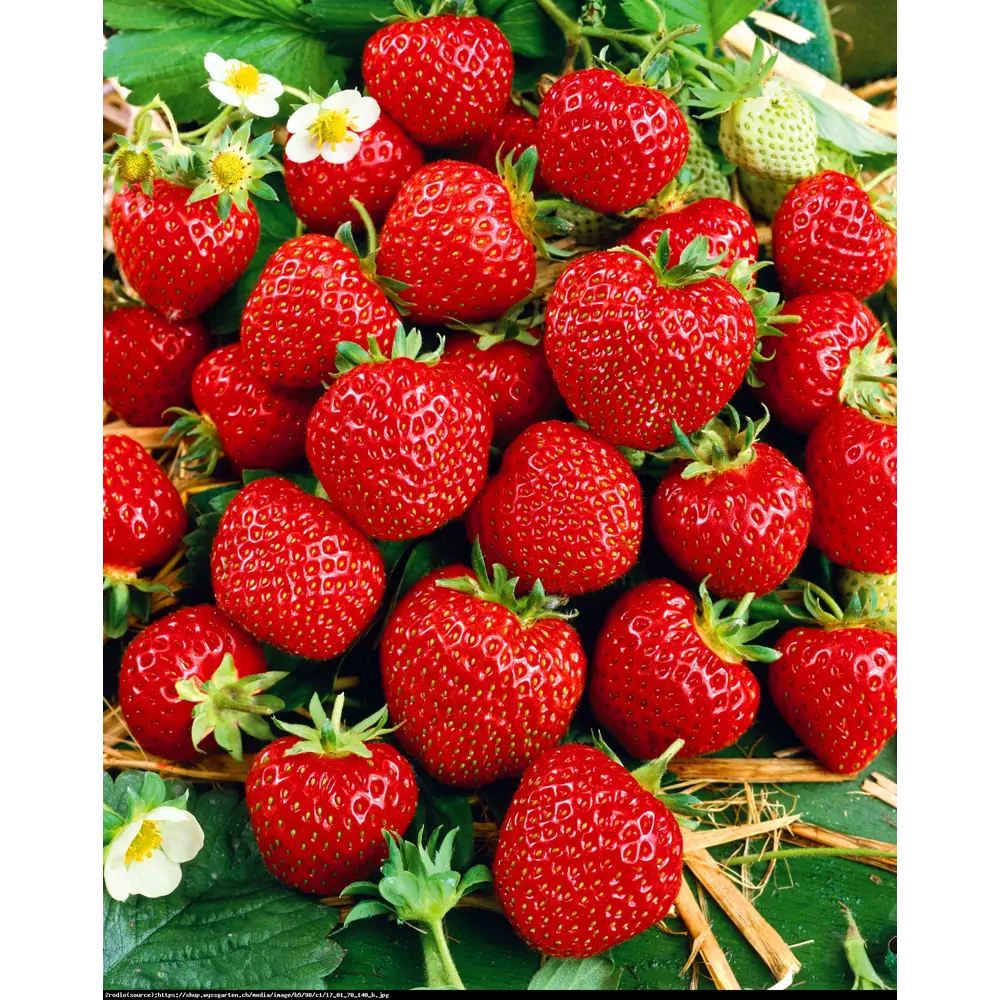 Земляника садовая «Зенга Зенгана» 9x15 см PLANTMARKET STLM-2057853 - Вид №2