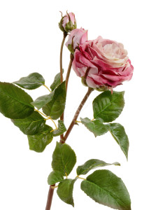 30.11170018FU Роза Дэвид Остин Мидл ветвь пудрово-розово-малиновая Цветочная коллекция