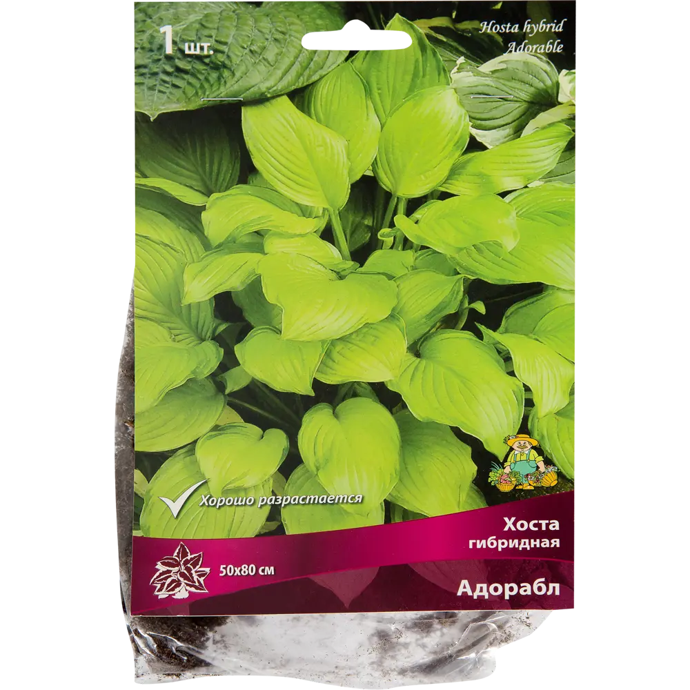 Хоста гибридная «Адорабл», 1 шт Santreyd STLM-2129744
