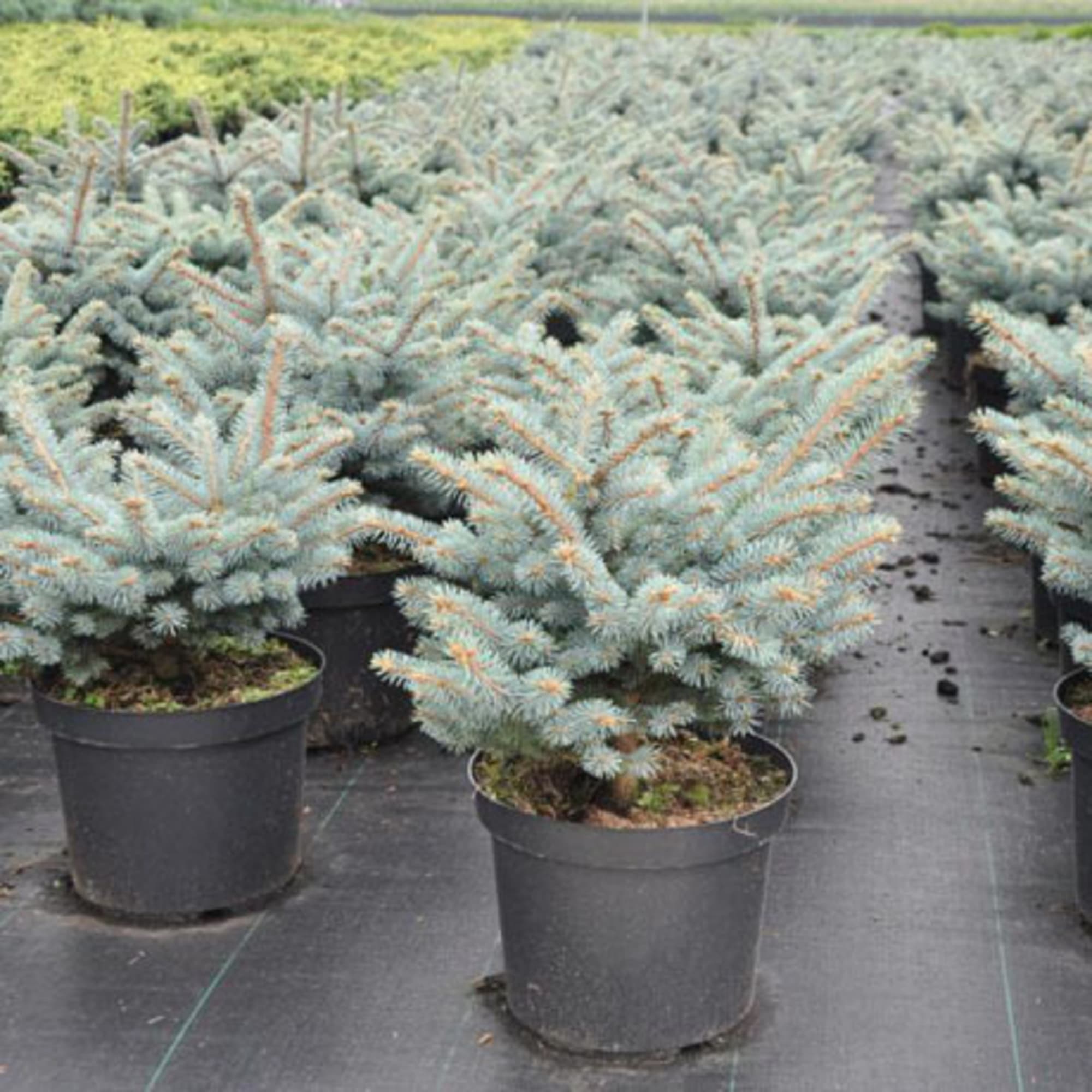 82176346 Ель колючая «Глаука» P9 Santreyd  - Вид №3