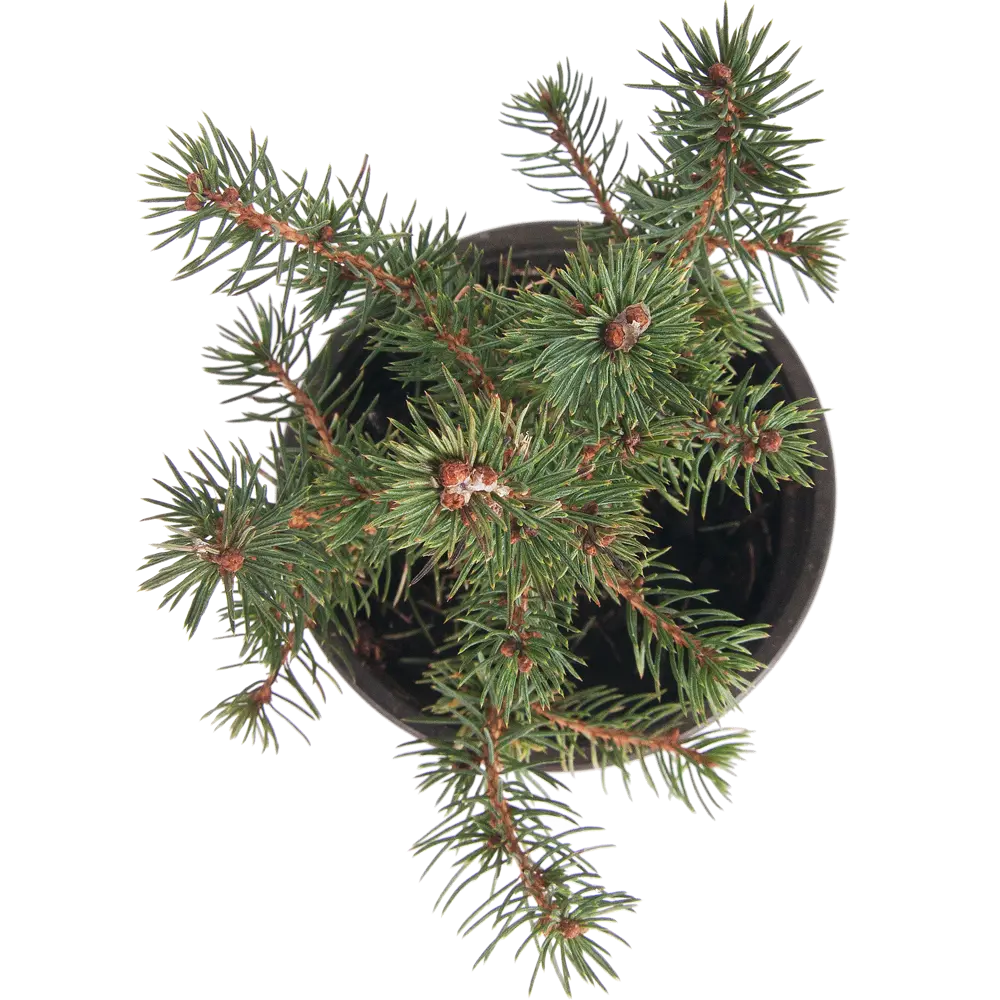 Ель живая «Глауконика», высота 20 см, в горшке (диаметр 9 см) Santreyd STLM-2150361 - Вид №1