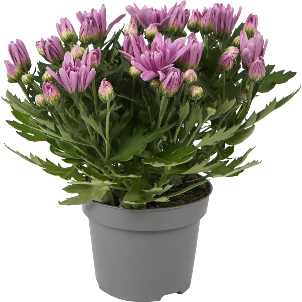 Хризантема индийская микс d12 h30 18785686 STLM-2174779 Santreyd 