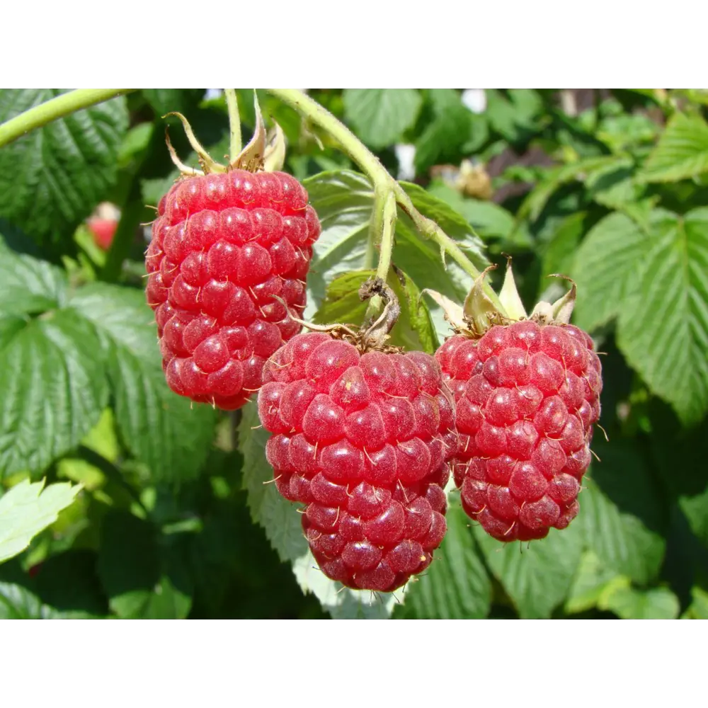 Малина «Дочь Геракла» C2 высота 60-80 см ВСЕ В САД STLM-2139095