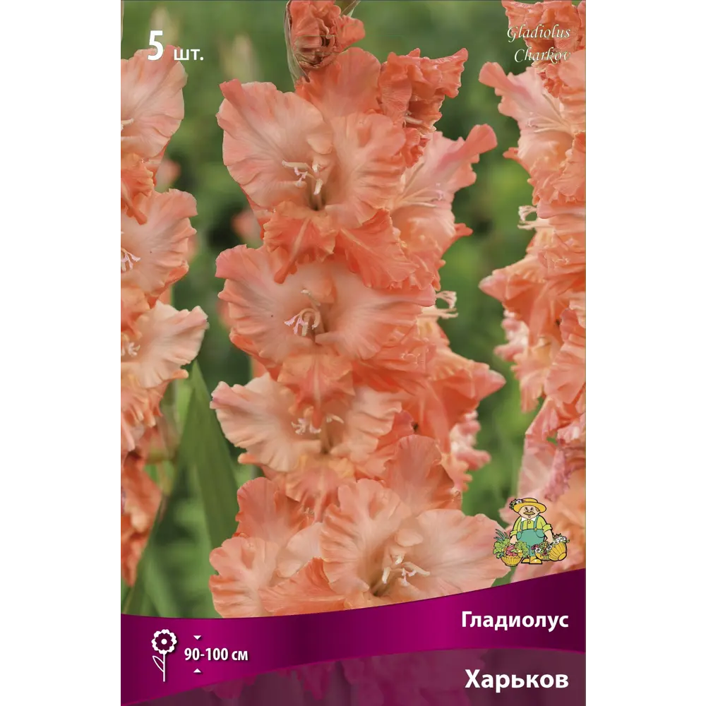 Гладиолус крупноцветковый Харьков, 5 шт 86410020 STLM-2115148 ПОИСК 