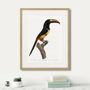 Литография на тонированной бумаге 52х42 см Beautiful toucans №4, 1806г. КАРТИНЫ В КВАРТИРУ  264324 Белый;коричневый;разноцветный