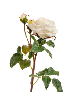30.11170018WHC Роза Дэвид Остин Мидл ветвь бело-ванильная Цветочная коллекция