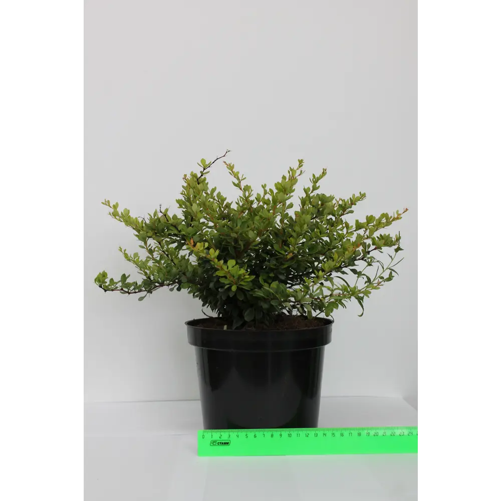 Барбарис, микс, 20-30х10 см, P9 ГАВРИШ STLM-2085258 - Вид №9