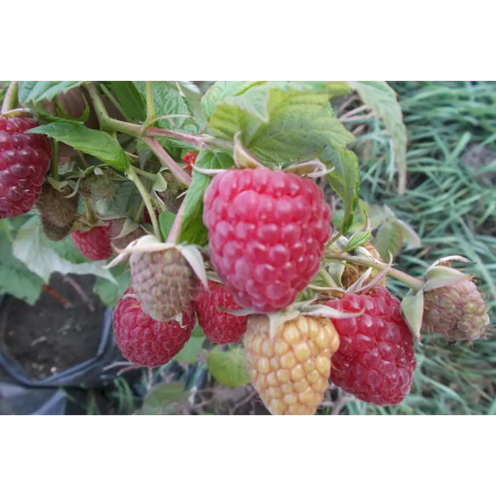 Малина ремонтантная Мапема пакет PLANTMARKET STLM-2199519