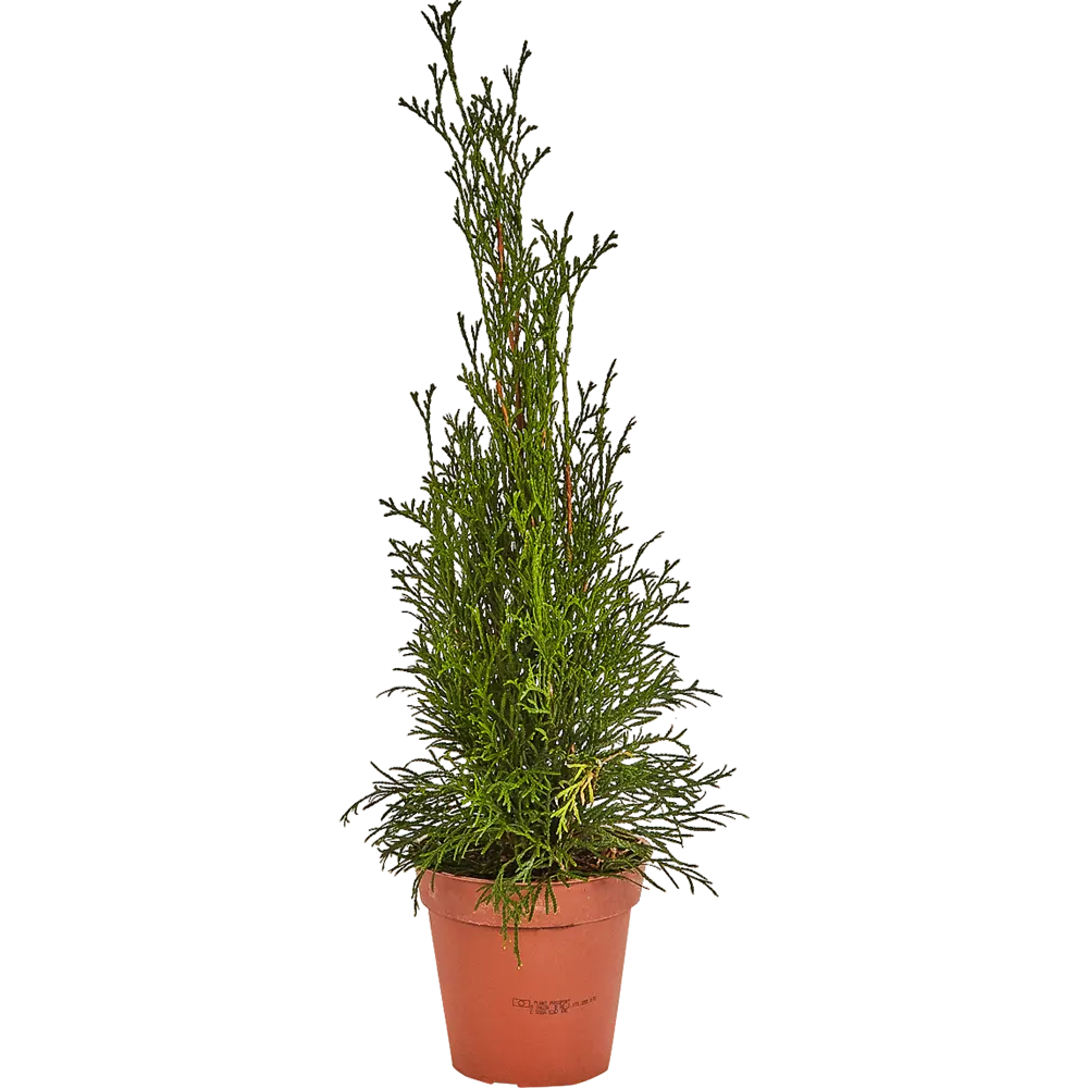 Туя западная Смарагд С1/35-40 см 18470140 STLM-2113397 PLANTMARKET 