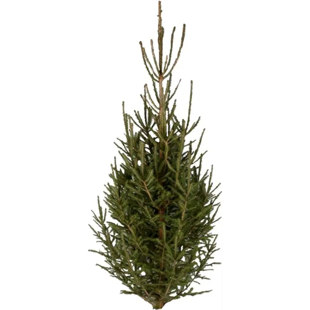 Ель обыкновенная живая срезанная 100-130 см в сетке Santreyd STLM-2066066