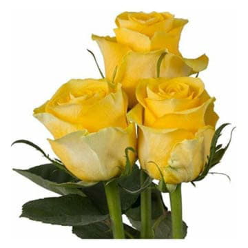 Роза Брайтон 80 см Santreyd 25697 - Вид №1