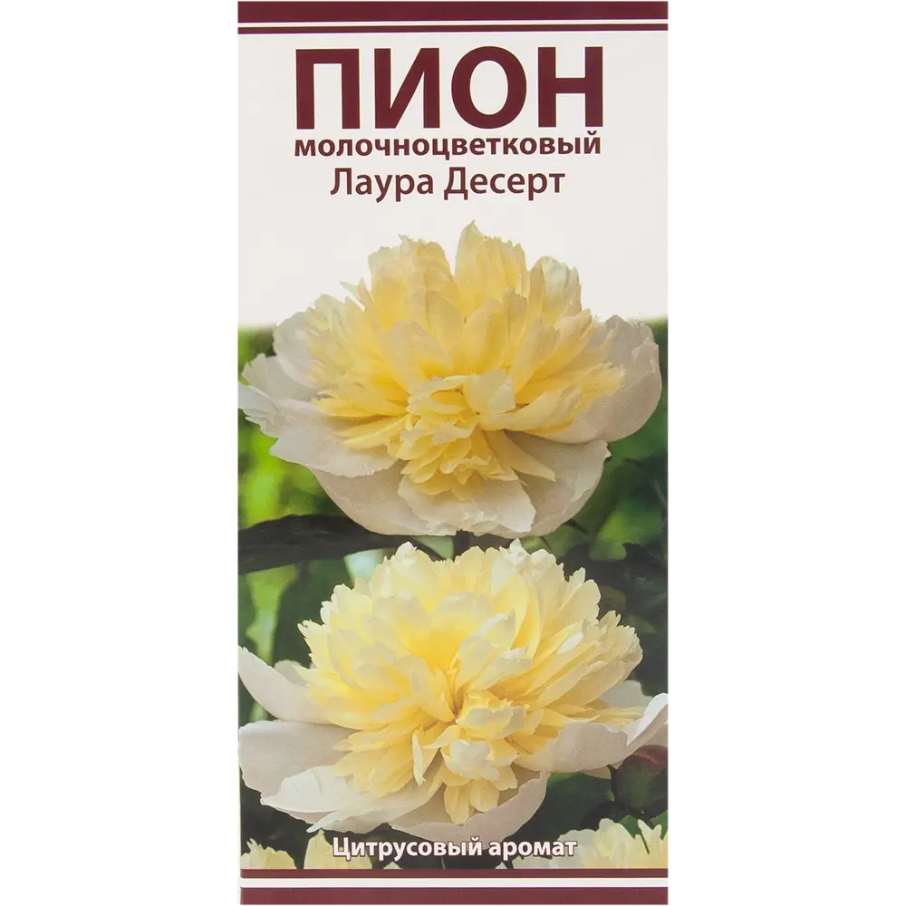 Пион молочноцветковый «Лаура Десерт», размер луковицы I Santreyd STLM-2191775