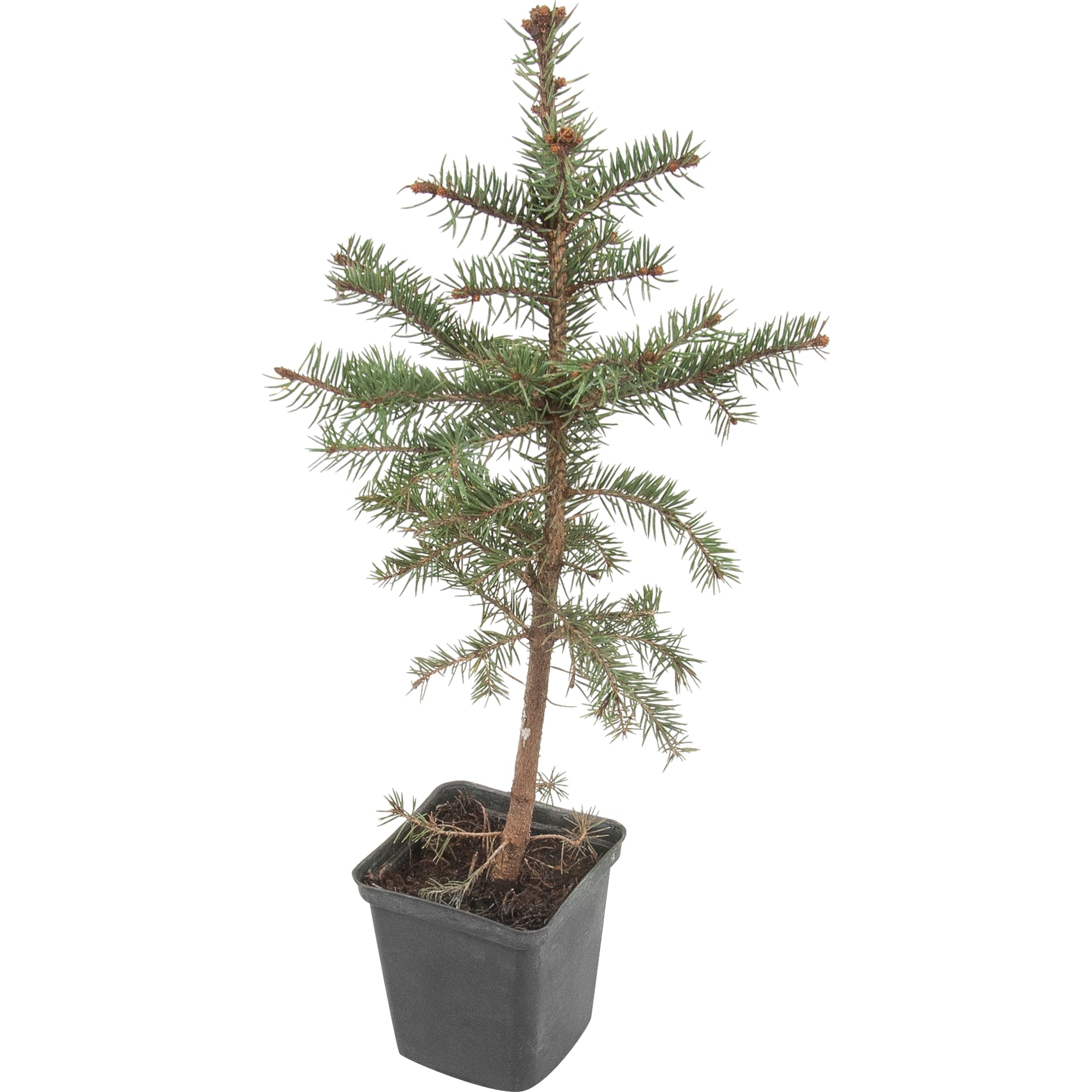 82596775 Ель колючая 9x10 см Santreyd 