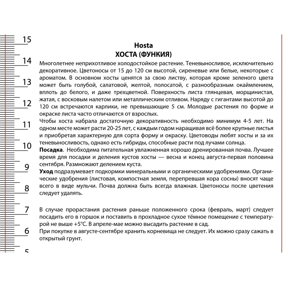 Хоста гибридная Мини Скерт луковицы 1 ПОИСК STLM-2133232 - Вид №1