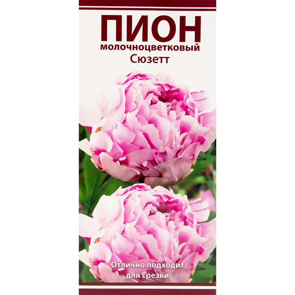 Пион молочноцветковый «Сюзетт», размер луковицы I Santreyd STLM-2092191